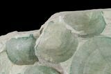 Plate of Green Brachiopod (Orthotetes?) Fossils - Illinois #136517-1